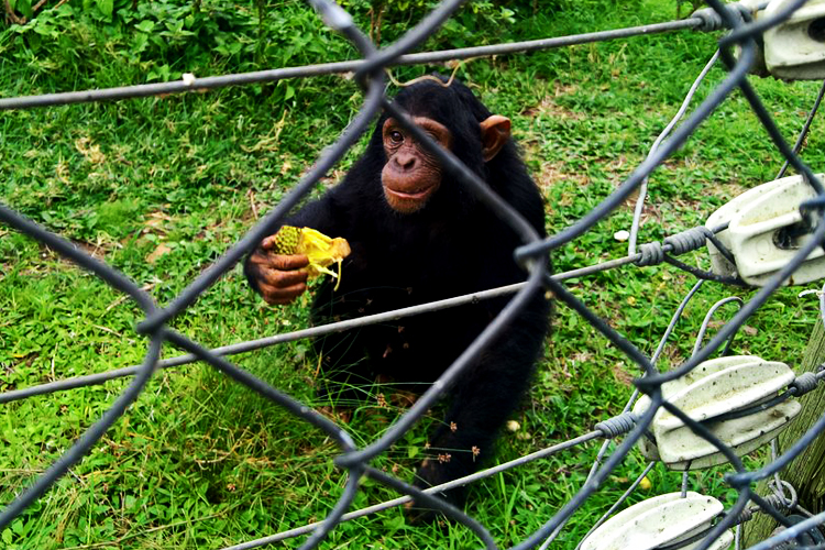 1 Day Ngamba Island chimpanzee trekking tour on Lake Victoria with chimpanzee feeding | Ngamba Island Chimpanzee Sanctuary