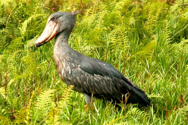 1 day mabamba birding tour, shoebill bird watching safari with canoeing | Birding in Uganda