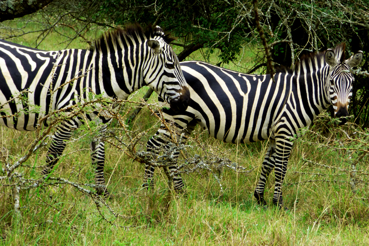 12 Days Uganda safari through top tourist destinations - Zebras in Lake Mburo national park