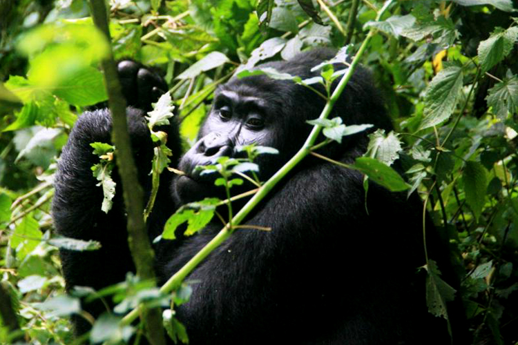 3 days gorilla trekking bwindi forest safari through Bwindi impenetrable national park