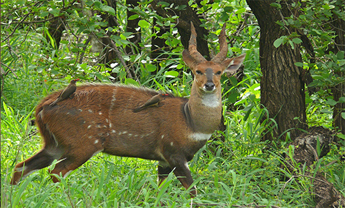 BUSHBUCKS