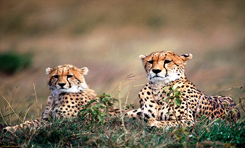 CHEETAHS