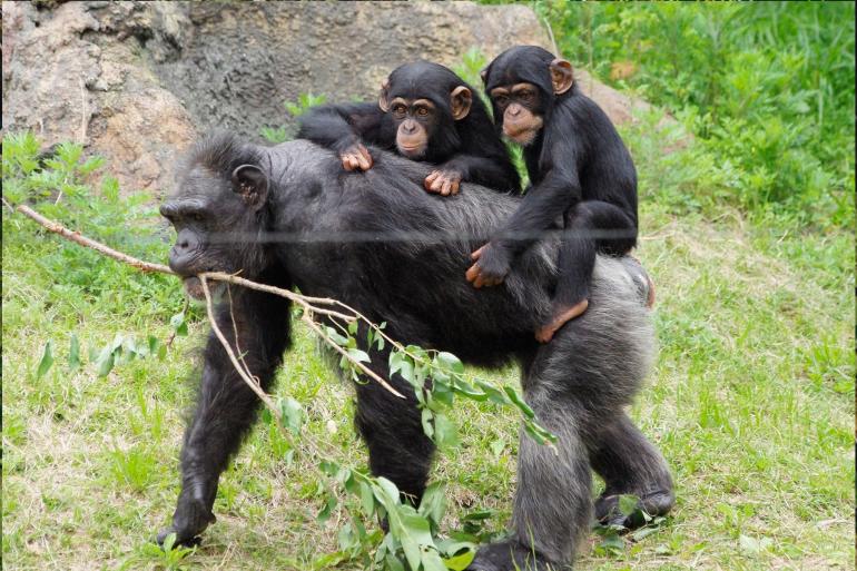 CHIMPANZEE TREKKING