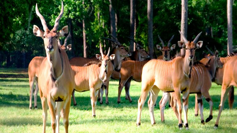 ELANDS