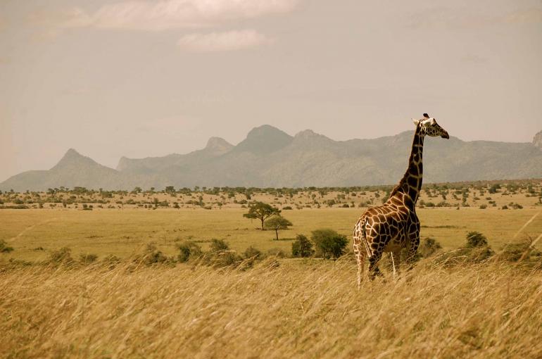 Kidepo valley national park