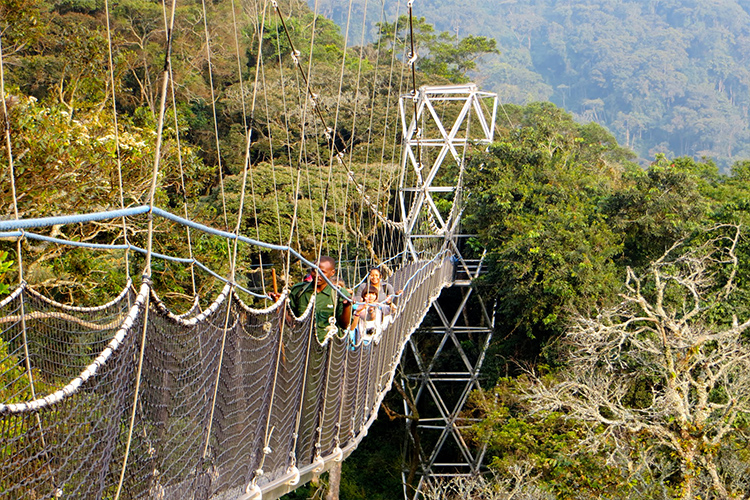 NYUNGWE FOREST CANOPY WALK 