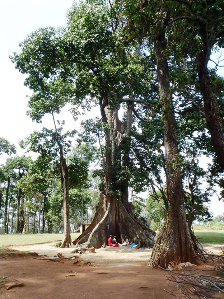 NAKAYIMA TREE