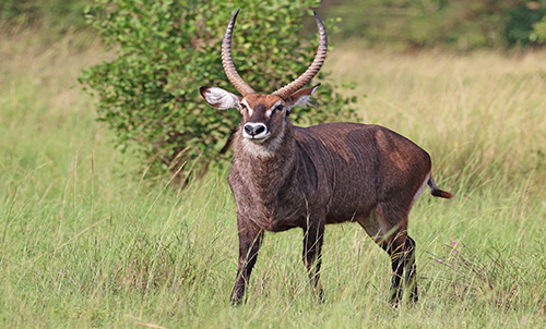 WATERBUCK