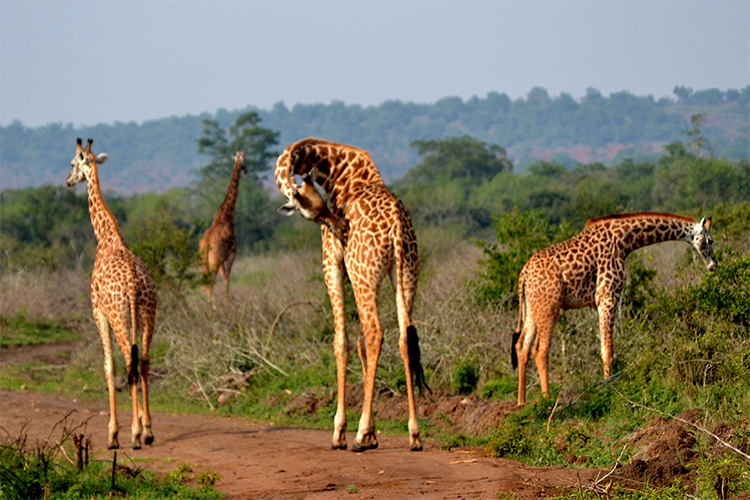 AKAGERA NATIONAL PARK.