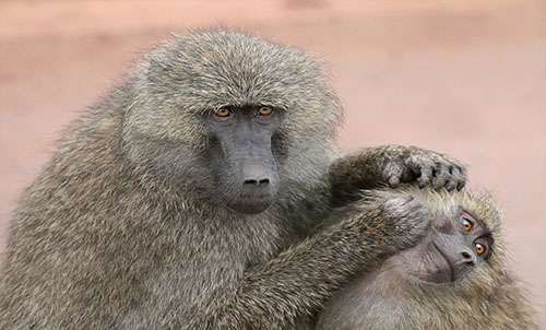 BABOONS