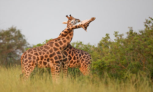 GIRAFFES