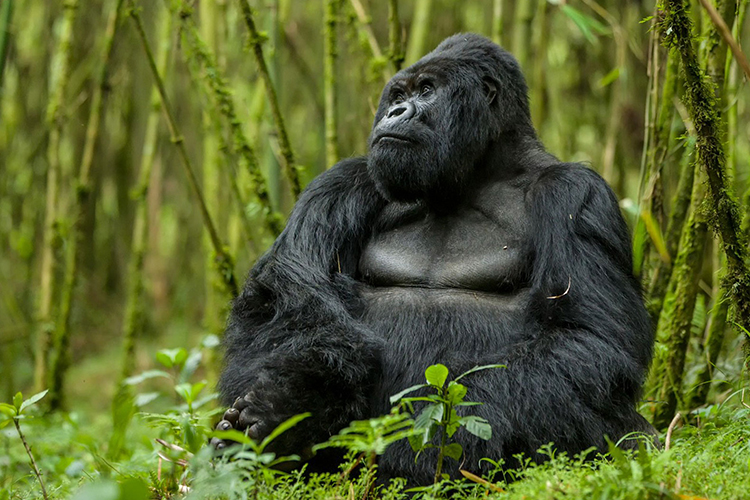 3 DAYS  BWINDI IMPENETRABLE AND LAKE BUNYONYI