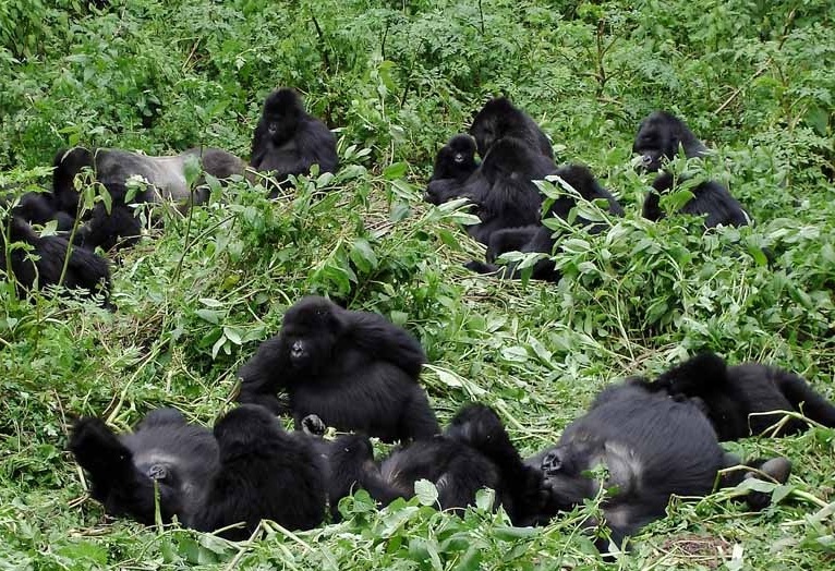 GORILLA FAMILIES IN UGANDA