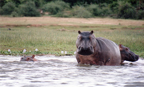 HIPPOPOTAMUS 