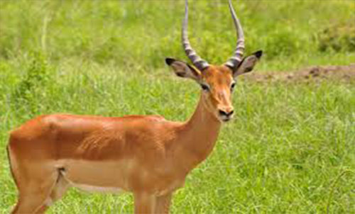  IMPALA