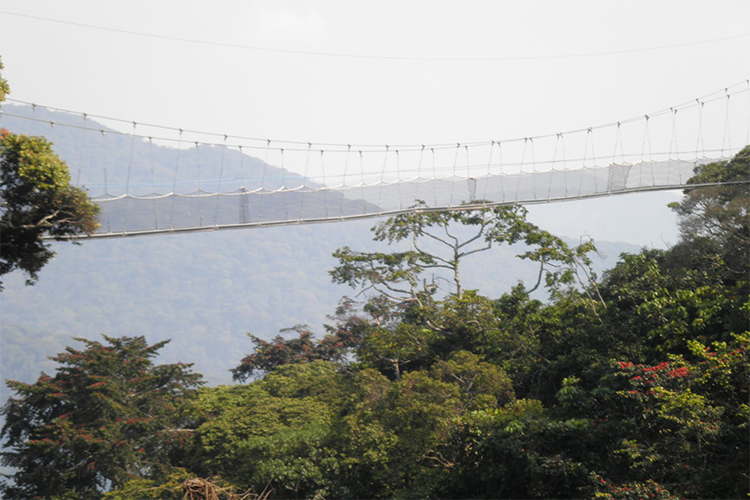 NYUNGWE FOREST NATIONAL PARK 