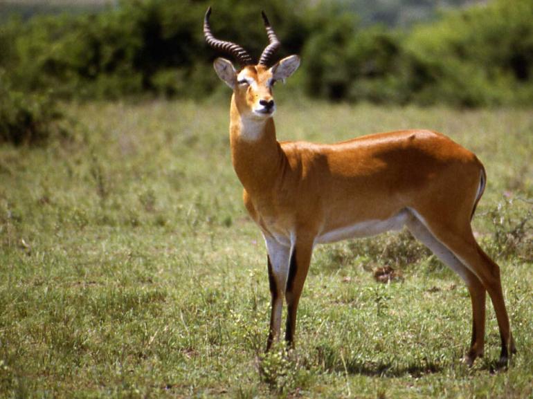 UGANDA KOB