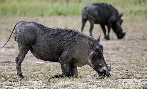 WARTHOGS 